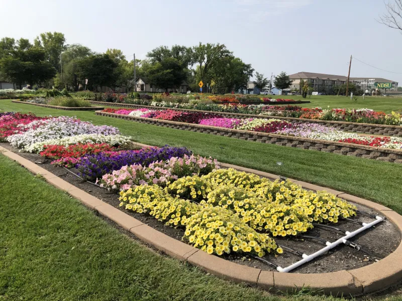 Annual flower trials in NDSU Gardens
