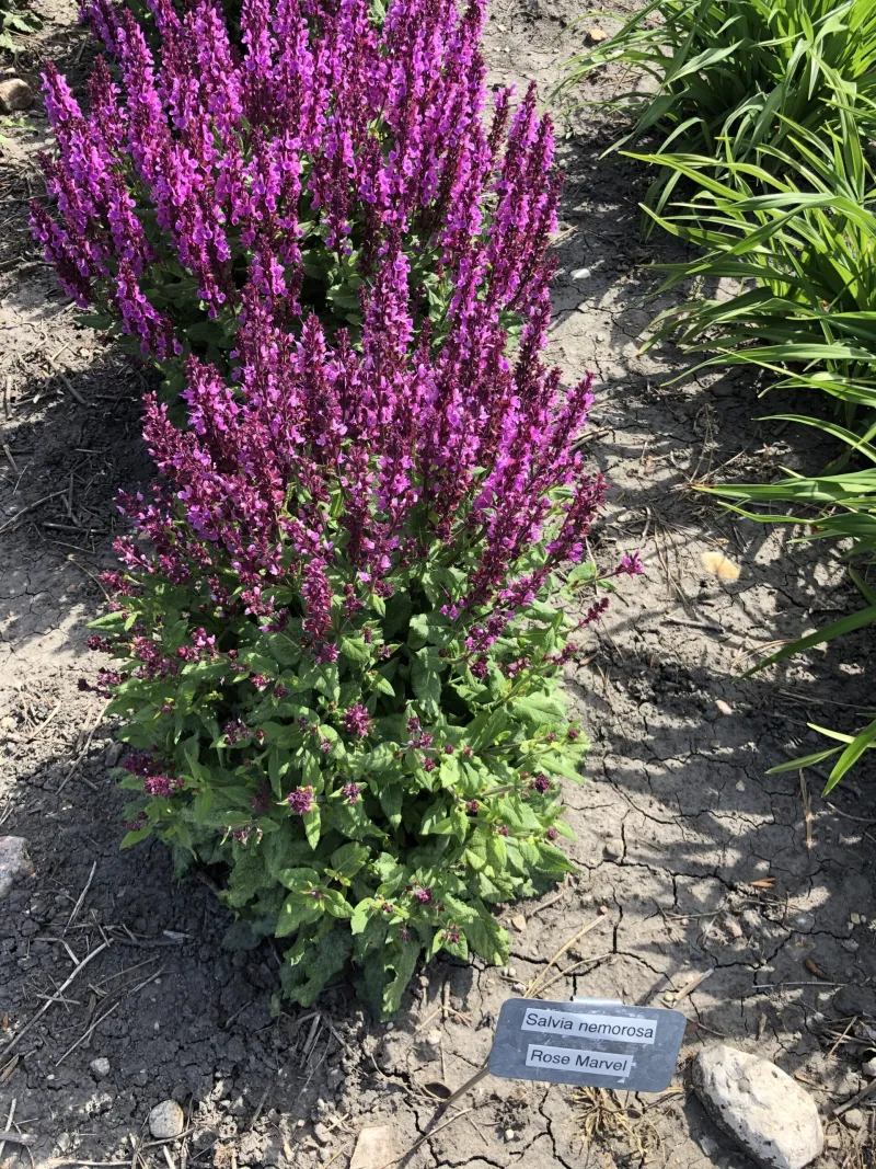 Darwin Perennial Trials Garden at NDSU Gardens