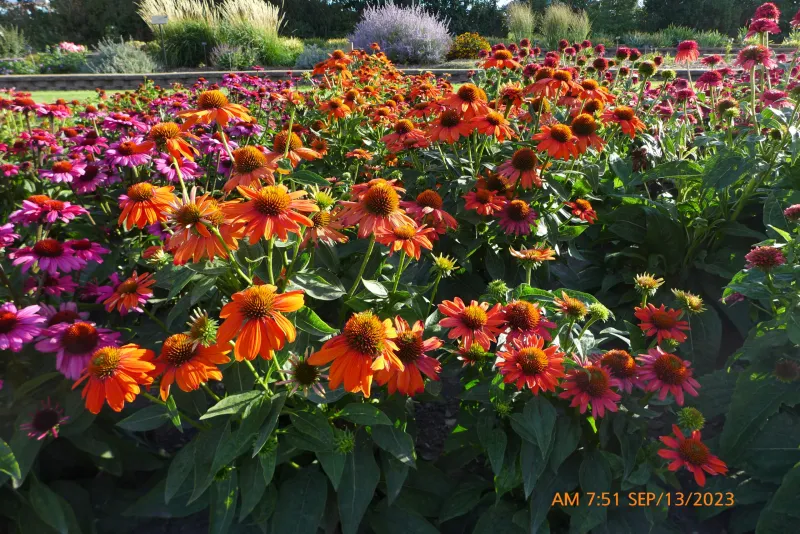 Echinacea Sombrero Adobe Orange Flower