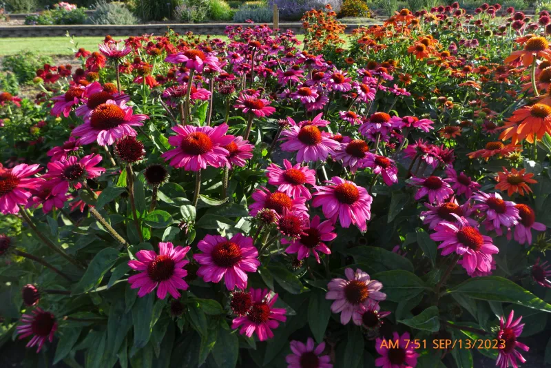 Echinacea Sombrero Rosada Flower