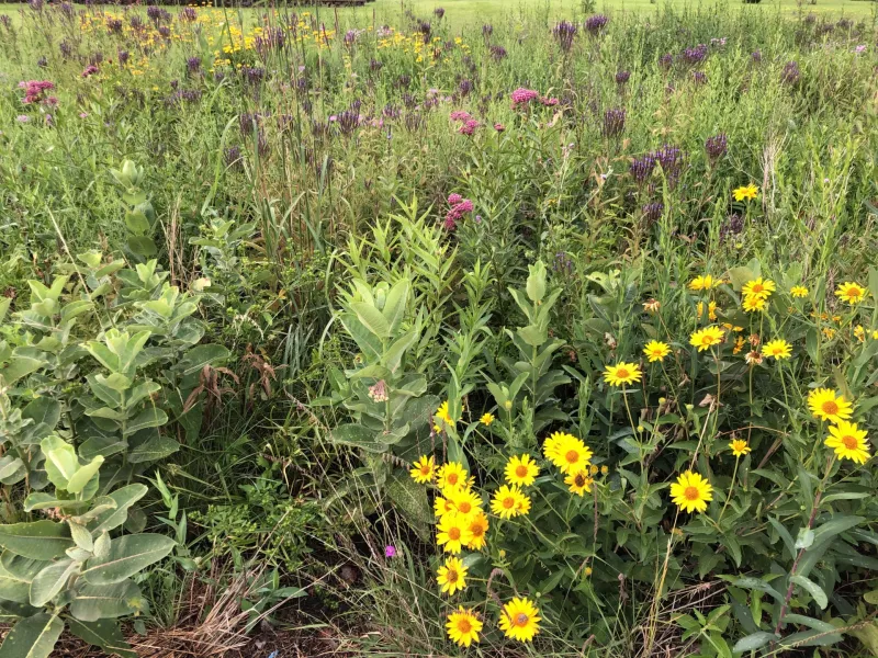 Meadow Garden at NDSU Gardens