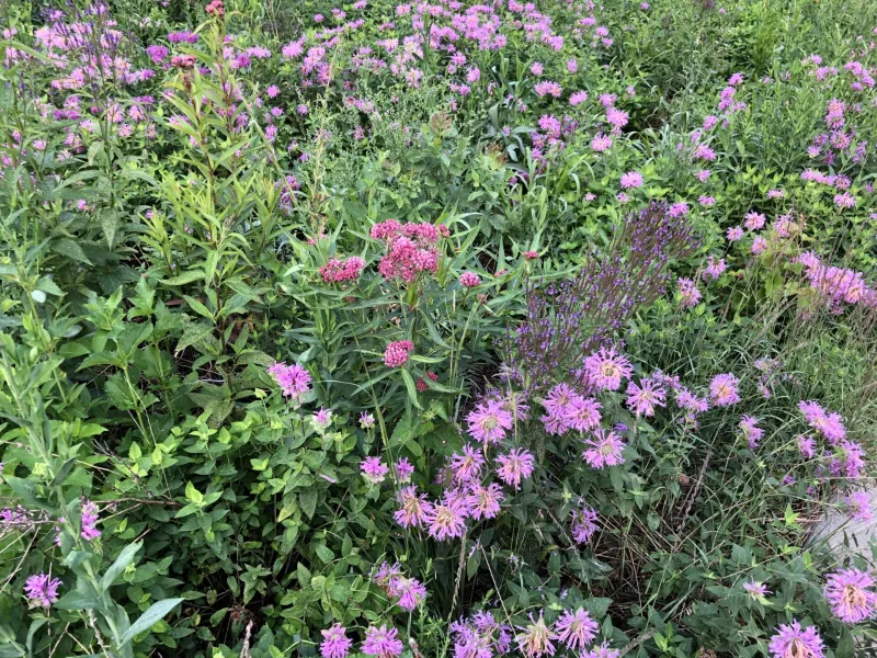 Meadow Garden at NDSU Gardens