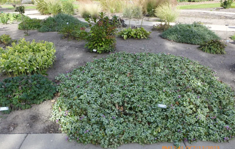 Mixed Sun Shade Garden at NDSU Gardens
