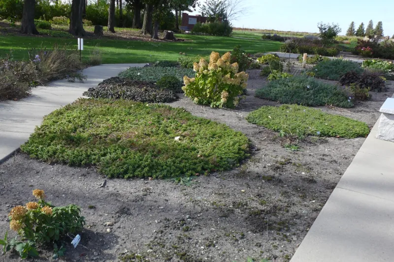 Mixed Sun Shade Garden at NDSU Gardens