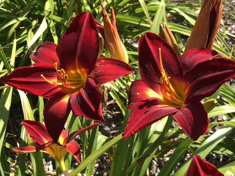 NDSU Historic Daylily Flower Red