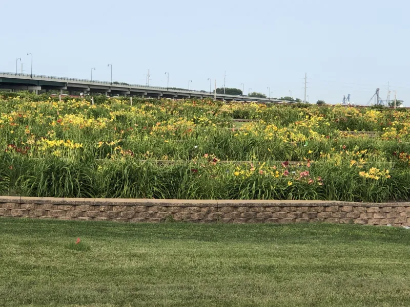 NDSU Historic Daylily Flower Field at NDSU