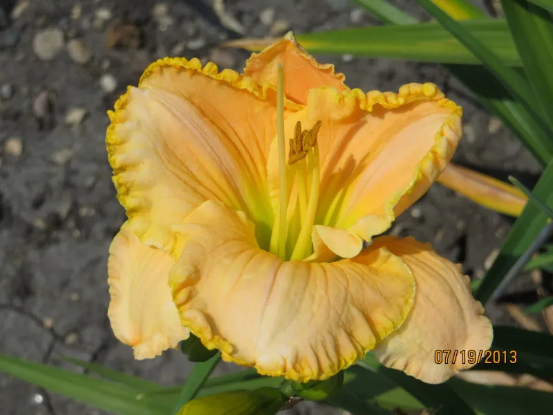 NDSU Historic Daylily Flower Yellow