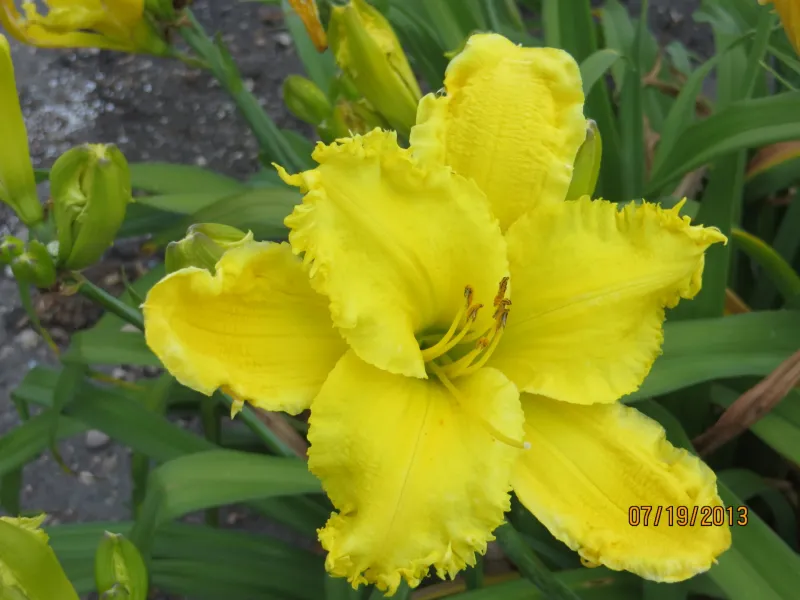 NDSU Historic Daylily Flower Yellow