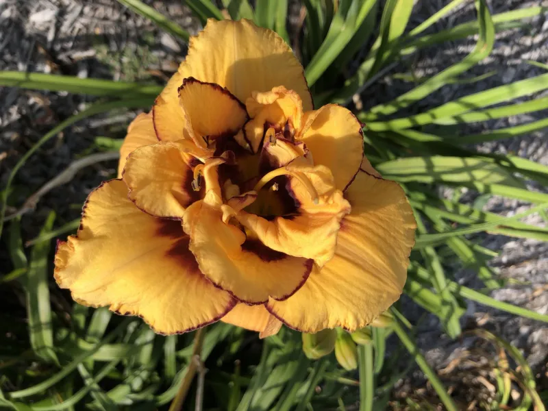 NDSU Historic Daylily Flower Yellow