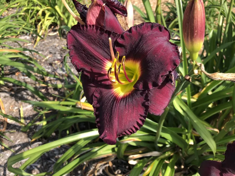 NDSU Historic Daylily Flower Red
