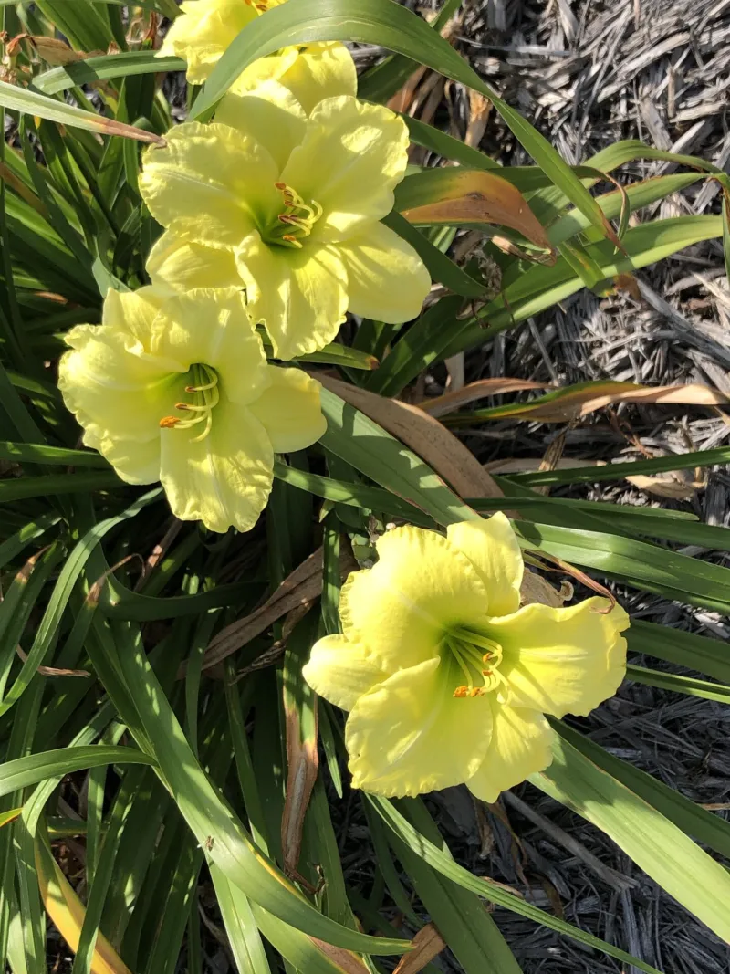 NDSU Historic Daylily Flower Yellow