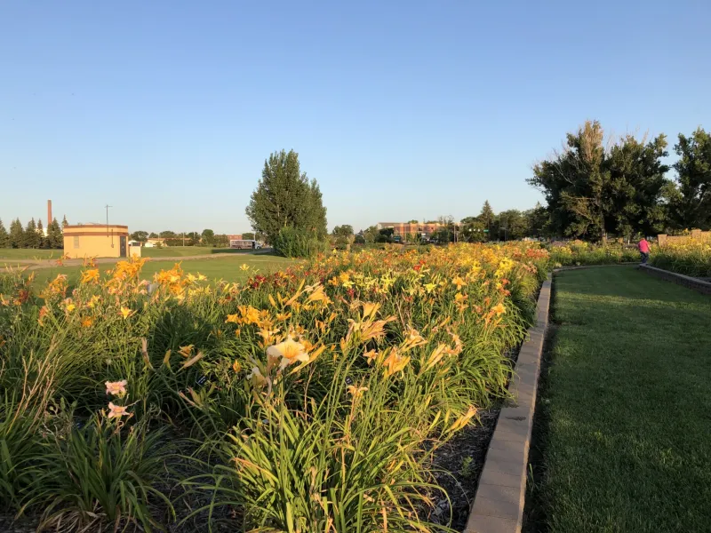 NDSU Historic Daylily Flower Field at NDSU