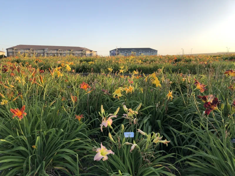 NDSU Historic Daylily Flower Field at NDSU