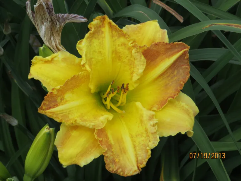 Close up of yellow NDSU Historic Daylily Flower