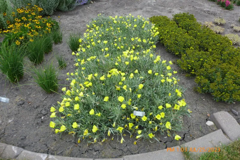Oenothera Evening Sun