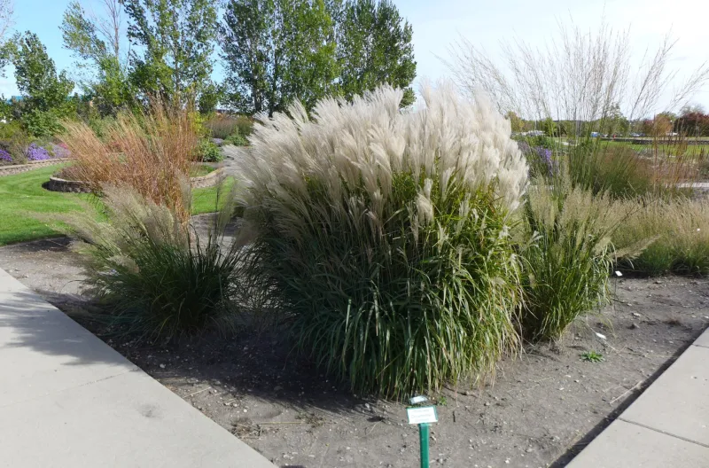 Ornamental Grass Garden at NDSU
