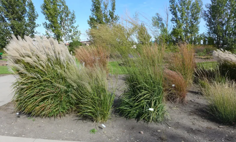 Ornamental Grass Garden at NDSU