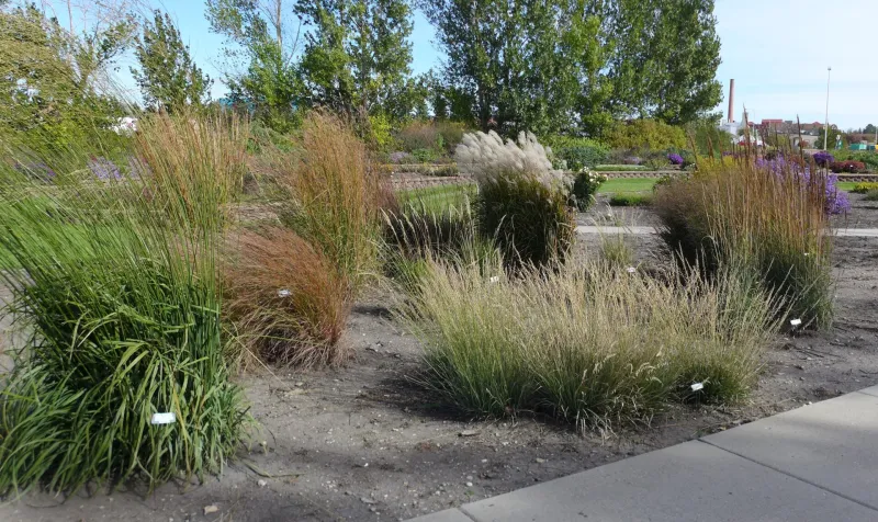 Ornamental Grass Garden at NDSU