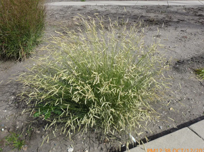 Ornamental Grass Garden at NDSU
