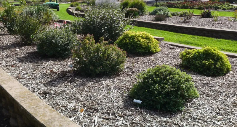 Ornamental Shrub Garden at NDSU Gardens