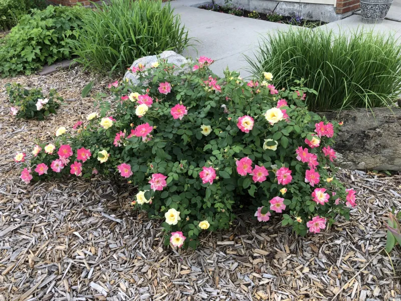Ornamental Shrub Garden at NDSU Gardens