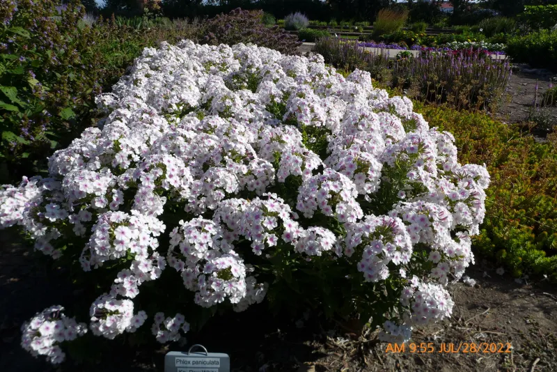 White Phlox Ka Pow Flower