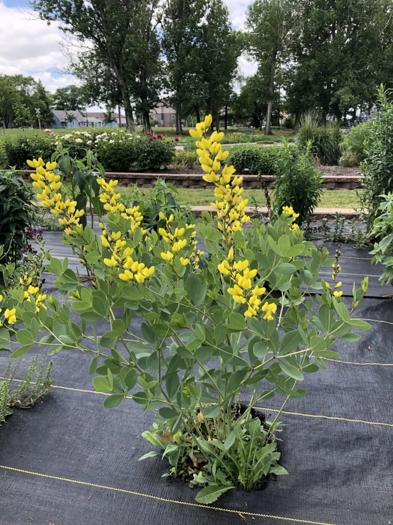 Yellow pollinator flower in NDSU Gardens
