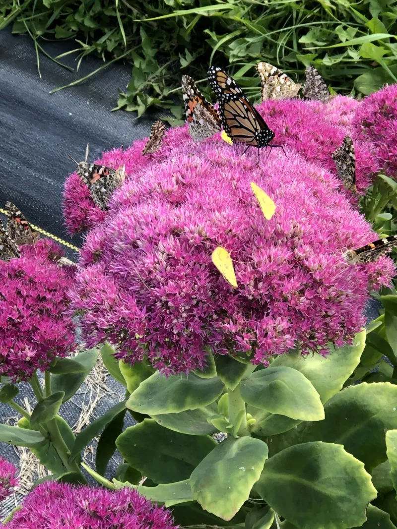 Purple pollinator flower in NDSU Gardens