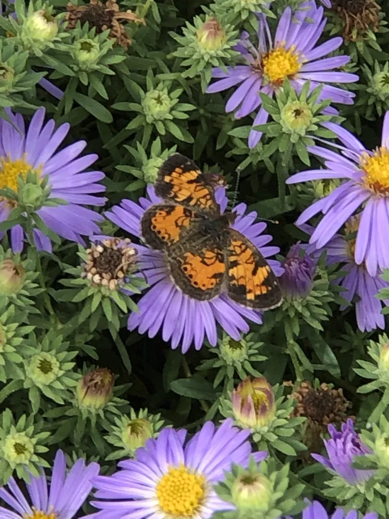 Butterfly on blue pollinator flower in NDSU Gardens