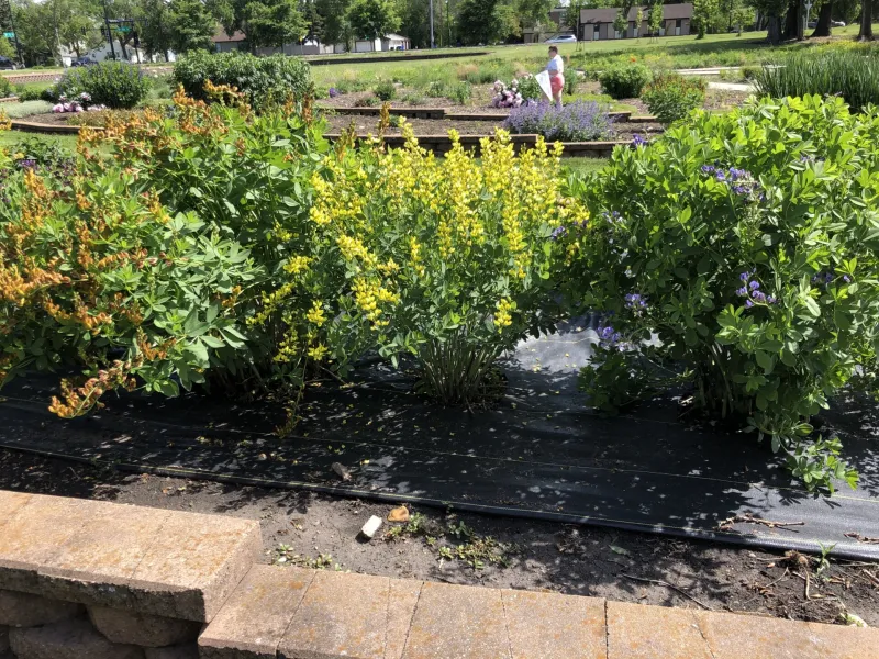 Pollinator flowers in NDSU Gardens