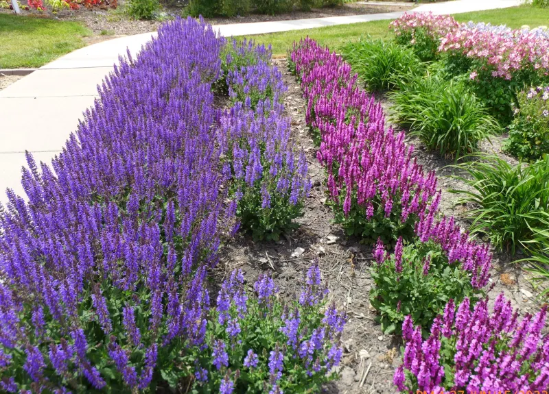 Salvia cultivars