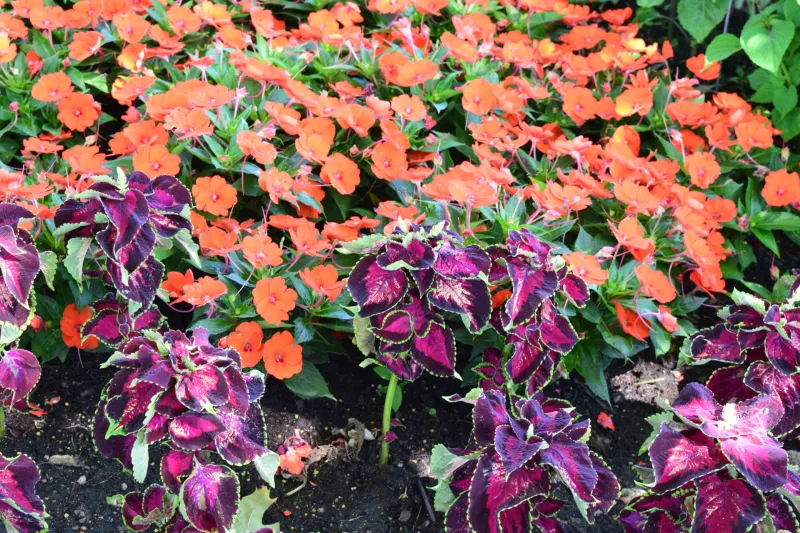 Flowers in shade garden at NDSU Gardens