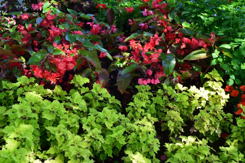 Flowers in shade garden at NDSU Gardens