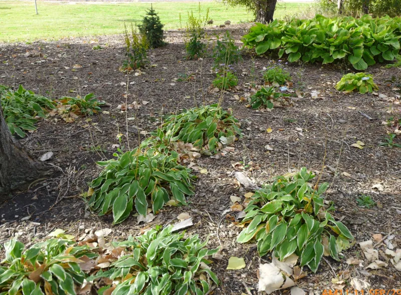 Flowers in shade garden at NDSU Gardens