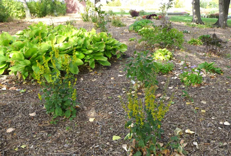 Flowers in shade garden at NDSU Gardens