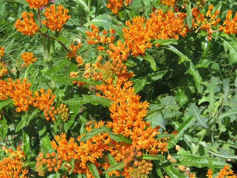 Flowers in Tanya Lita Chalimonczyk Memorial Garden at NDSU Gardens