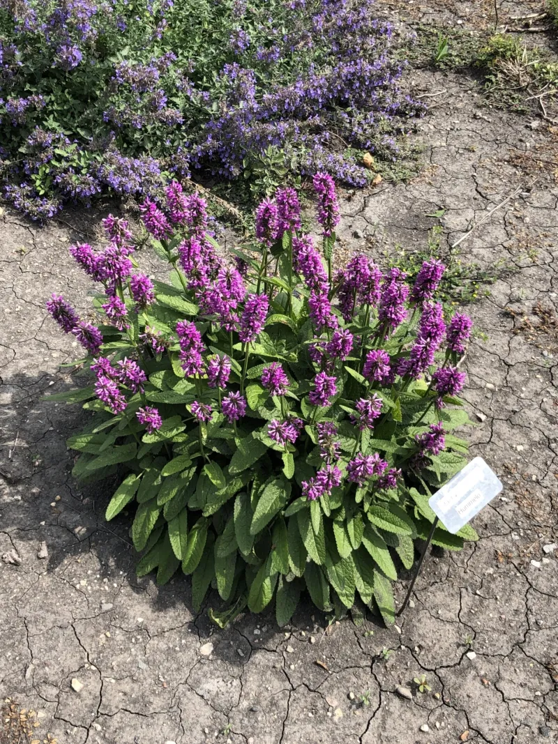 Flowers in Tanya Lita Chalimonczyk Memorial Garden at NDSU Gardens