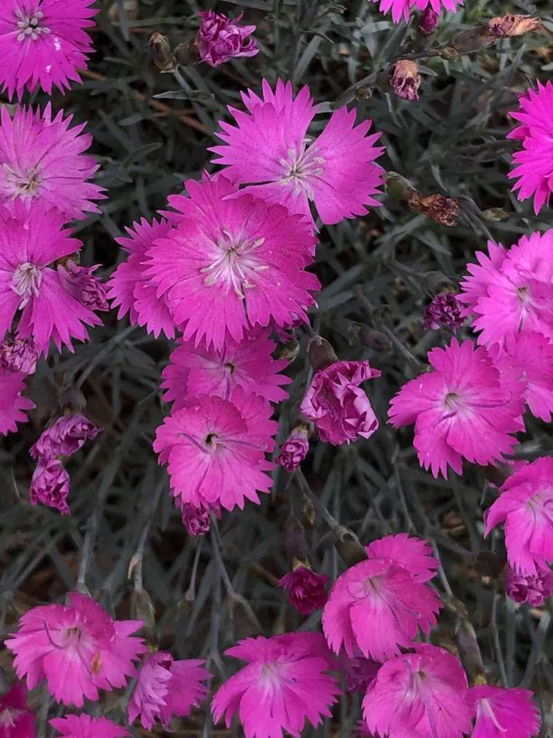 Pink flower in Tanya Lita Chalimonczyk Memorial Garden at NDSU Gardens