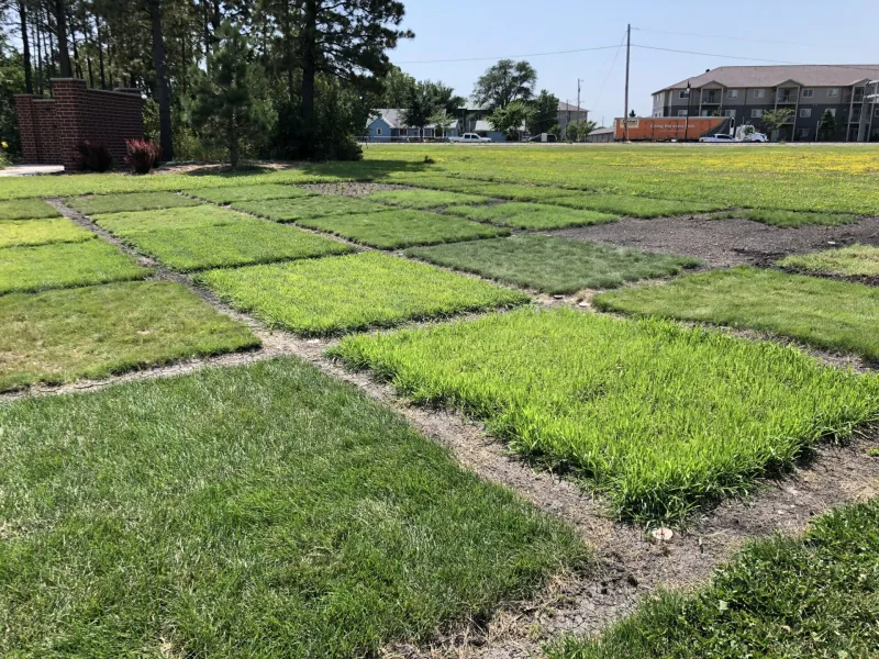 The NDSU Turfgrass Plots at NDSU Gardens