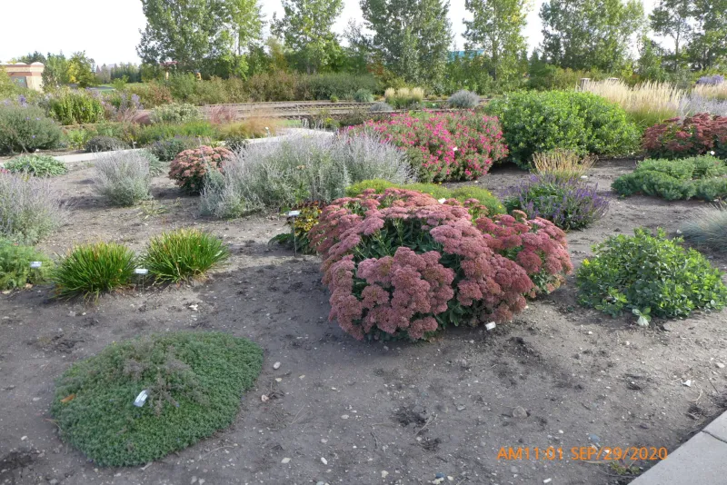 Plants in Xeric Garden at NDSU Gardens