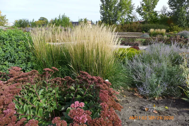Plants in Xeric Garden at NDSU Gardens