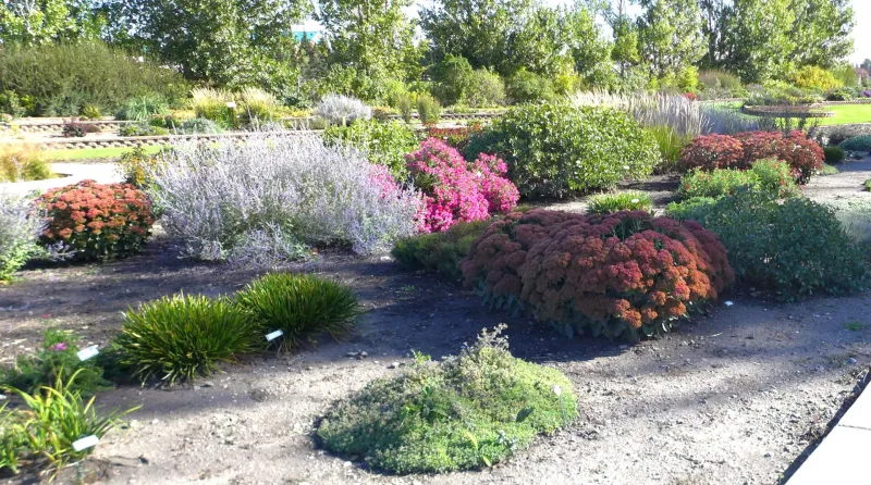 Plants in Xeric Garden at NDSU Gardens