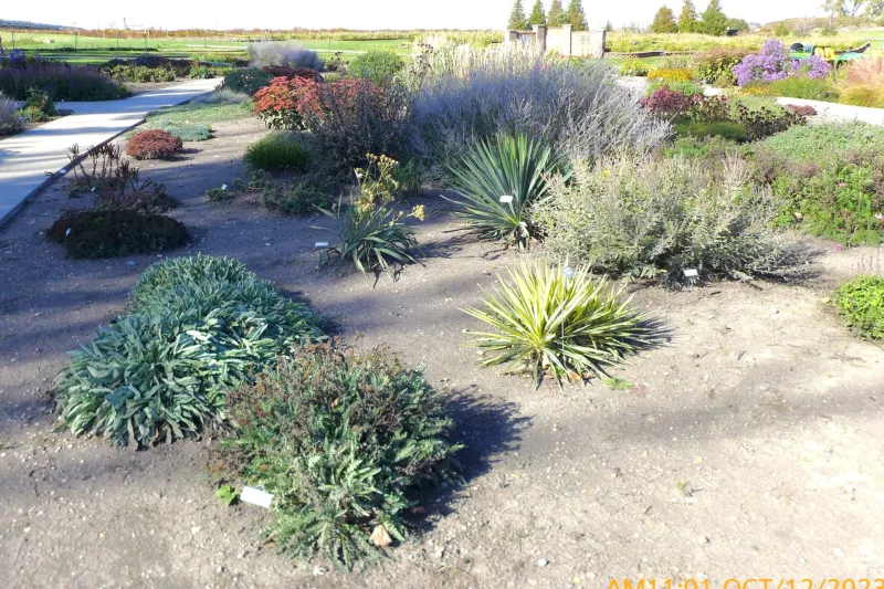 Plants in Xeric Garden at NDSU Gardens