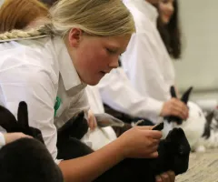 a teen examines a rabbit at 4-H Achievement Days