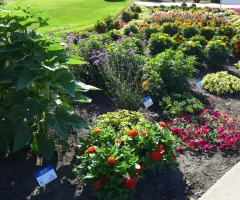All America Selections Garden at NDSU Gardens