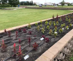 Annual Flower Trials at NDSU Gardens
