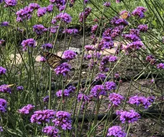Annual Flower Trials at NDSU Gardens