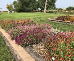 Annual Flower Trials at NDSU Gardens