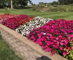 Annual Flower Trials at NDSU Gardens