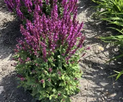Darwin Perennial Trials Garden at NDSU Gardens